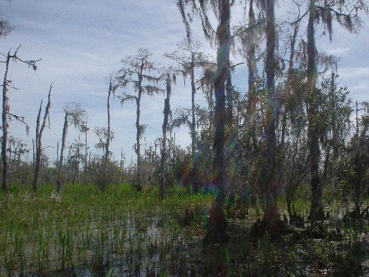 bb5normal_SwampV.jpeg