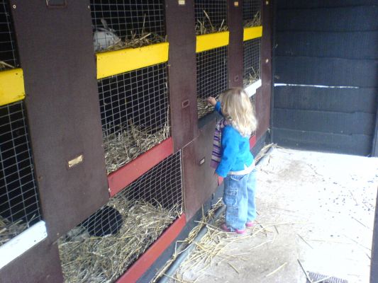 Lynn and the rabbits
