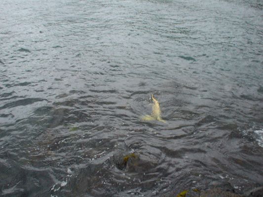 Turtle Beach - Sea turtle
The Big Island - August 19- September 3
