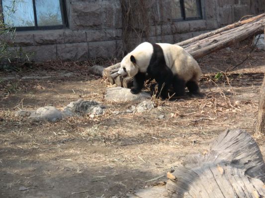 Panda bear
