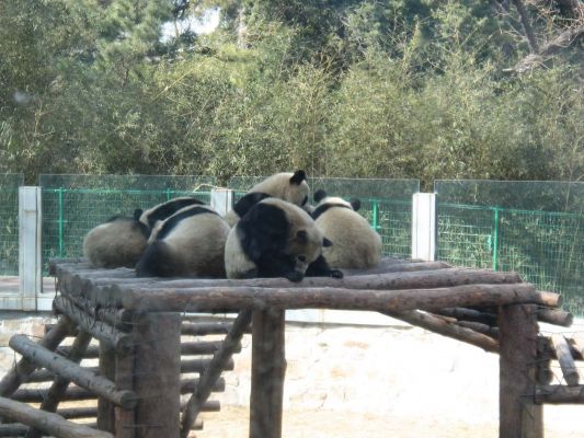 Panda bear
