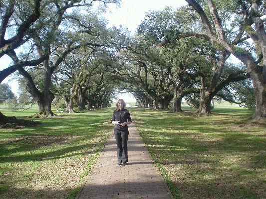 Old oaks
