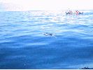 DSC00979d.JPG