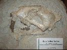 DSC01408.JPG