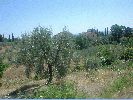 DSC02187.JPG