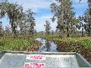 Going in the Swamp .JPG