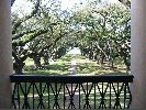 OakAlleyOaktrees.JPG