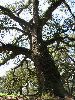 Oaktree.JPG